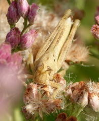 Schistocerca serialis cubense