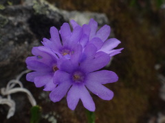 Primula glutinosa