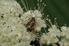 Analeptura