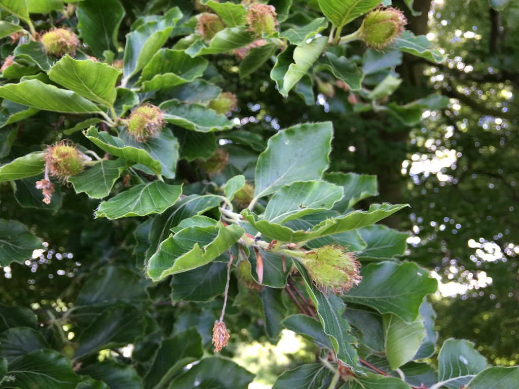 Is A Family Of Plants Originated From Australia