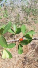 Erythroxylum havanense