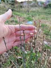 Asphodelus fistulosus