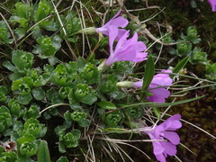 Primula minima