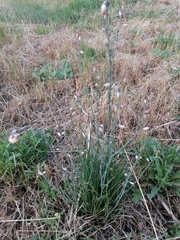 Asphodelus fistulosus