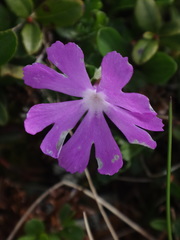 Primula minima