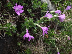 Primula minima