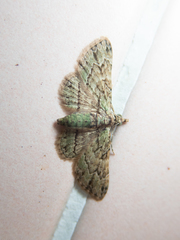Gymnoscelis biangulata