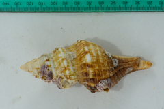 Africofusus ocelliferus