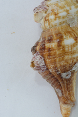 Africofusus ocelliferus