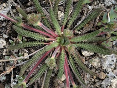 Ivesia lycopodioides