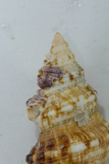 Africofusus ocelliferus