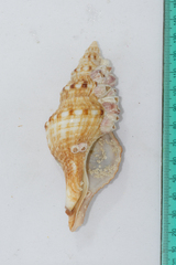 Africofusus ocelliferus