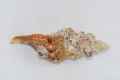 Africofusus ocelliferus
