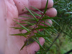 Podocarpus acutifolius