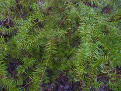 Podocarpus acutifolius