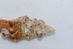 Africofusus ocelliferus