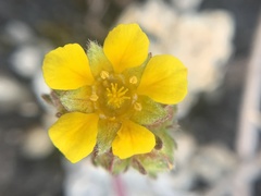 Ivesia lycopodioides