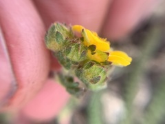 Ivesia lycopodioides