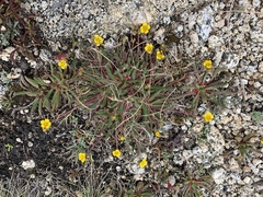Ivesia lycopodioides