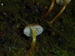 Mycena subviscosa