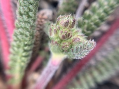 Ivesia lycopodioides