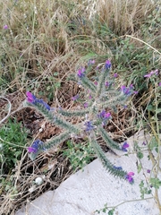 Echium vulgare