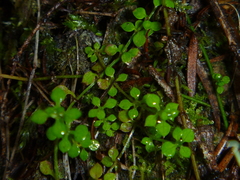 Galium propinquum