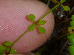 Galium propinquum