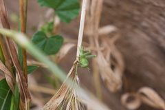Schistocerca nitens