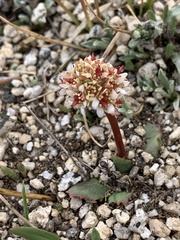 Micranthes aprica