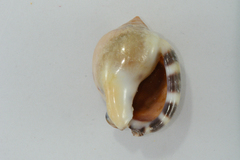 Semicassis zeylanica