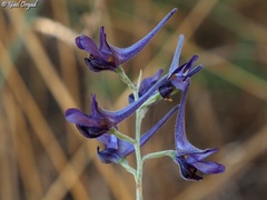 Delphinium peregrinum