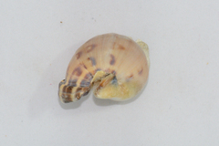 Semicassis zeylanica
