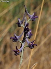 Delphinium peregrinum