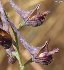Delphinium peregrinum