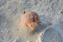 Semicassis zeylanica