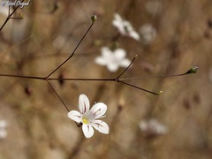 Gypsophila capillaris