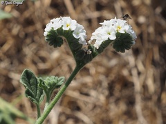 Heliotropium suaveolens