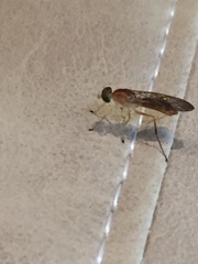 Ptecticus trivittatus