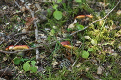 Russula aurea