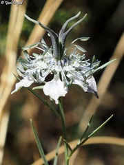 Nigella arvensis