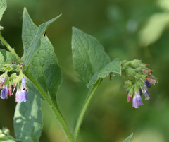 Symphytum × uplandicum