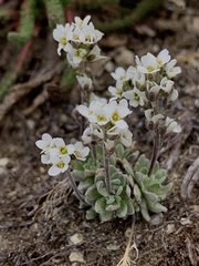 Draba breweri