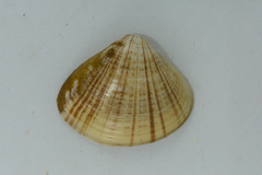 Tivela compressa