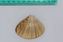 Tivela compressa
