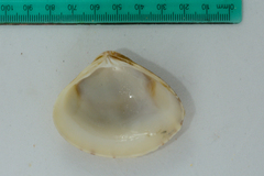 Tivela compressa
