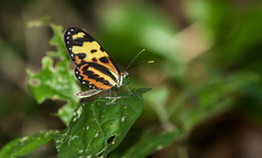 Mechanitis polymnia caucaensis