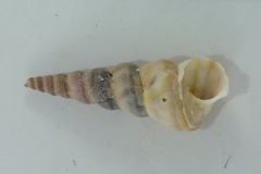 Turritella carinifera