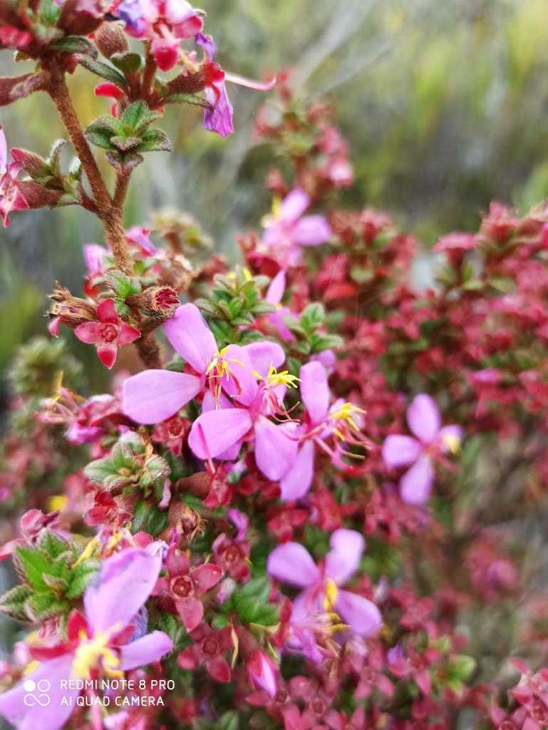 Monochaetum strigosum