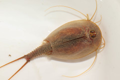 Triops cancriformis